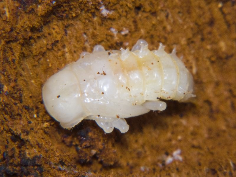 Bolitophagus reticulatus (Linnaeus, 1767)